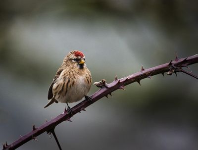 Female Redpoll.