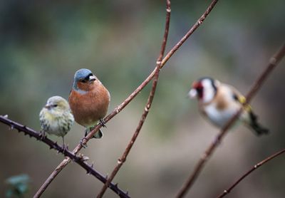 A bird in the hand is worth three in the bush.