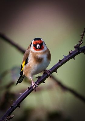 Goldfinch eye contact.