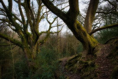 Winter oaks.