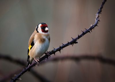 Goldfinch.