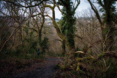 Path from the old TVR railway line to visitor centre.