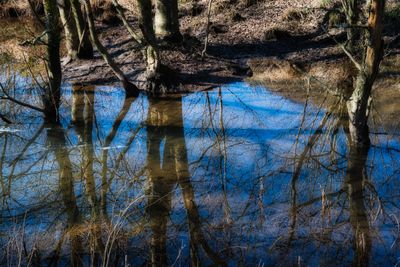 Edge of the bog.