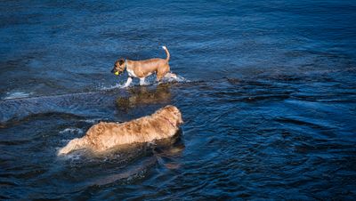 Only Jack Russells can walk on water!
