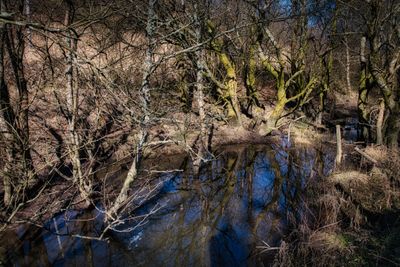Bog reflections.