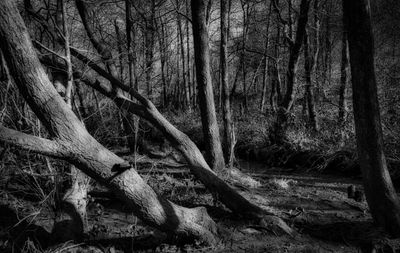 Alders.