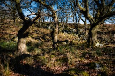 Oaks and limestone.