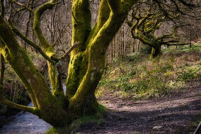 Gnarly oaks.