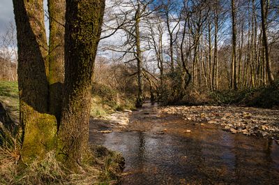 River Dare.