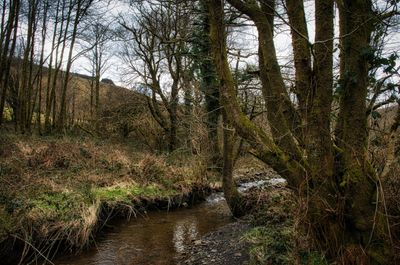 River Dare.
