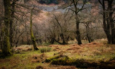 The glacial cwm.