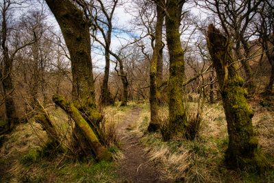 A path through the alders.