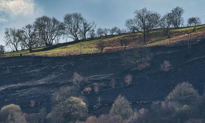 No bluebells this year thanks to some morons.