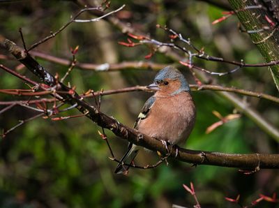 Male Chaffinch.