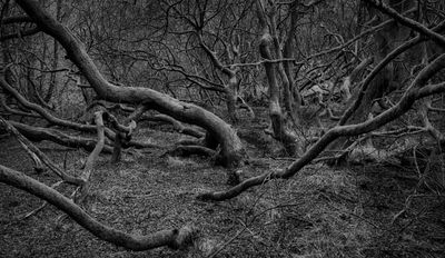 Alders.