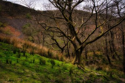 Trees and scree.