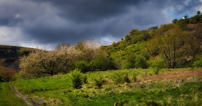Old cherry trees at the Bwllfa Colliery site.