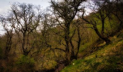 South Wales woodland.