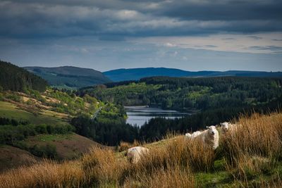 Cantref Reservoir, Bannau Brycheiniog.