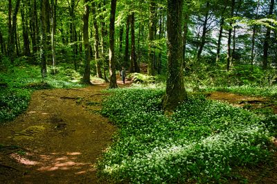 Garlic path.