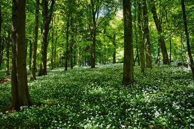 Fforest Fawr, Tongwynlais