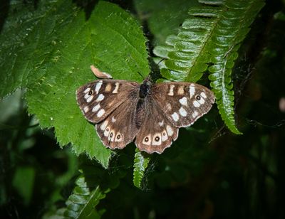 Speckled Brown Butterfly.