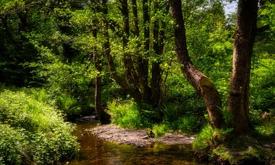 Dare Valley Country Park. A history of coal mining.