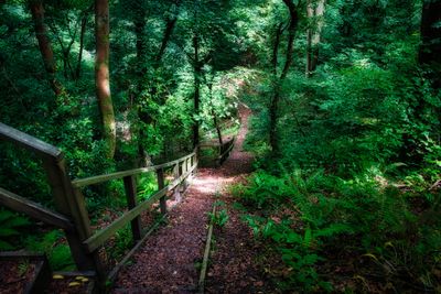 Woodlands and Bluebells.