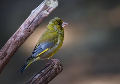 Greenfinch