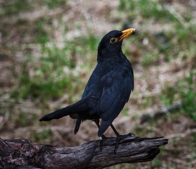 Male Blackbird.