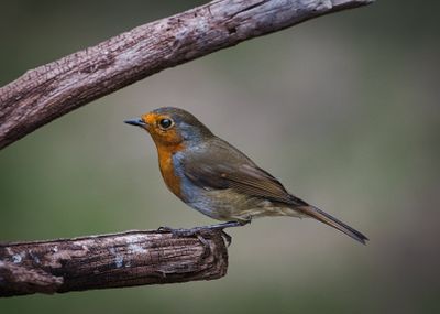 Robin.