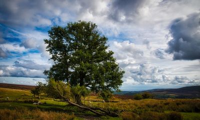 Tree.