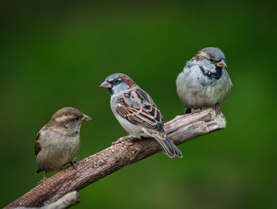 Birds and Wildfowl.