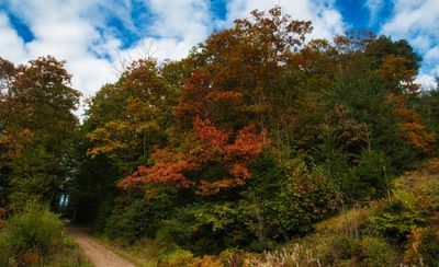 St Gwynno Forest, Llanwonno.
