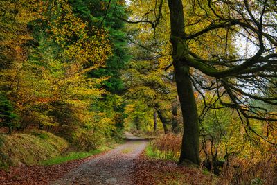 St Gwynno Forest, Darwonno trail.