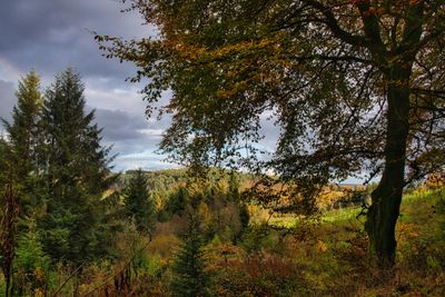 St Gwynno Forest.