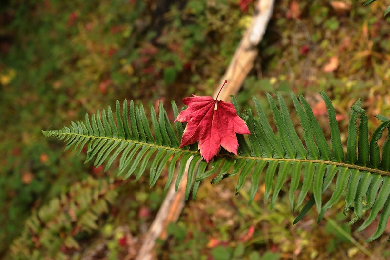 Hoh River Trail