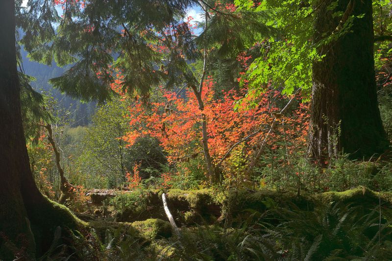 Hoh River Trail