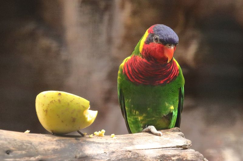 Ornate Lorikeet