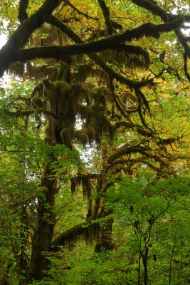 Hoh River Trail