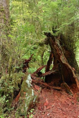 Hoh River Trail