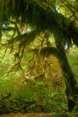 Hall Of Mosses Trail
