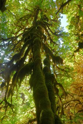 Hall Of Mosses Trail