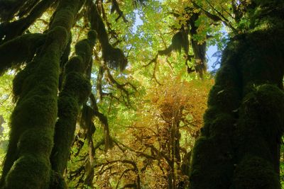 Hall Of Mosses Trail