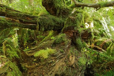 Hall Of Mosses Trail