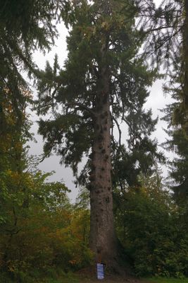 Largest Sitka Spruce in the World