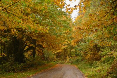 Fall Colors