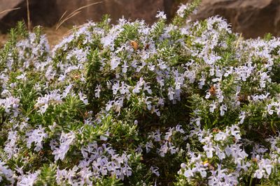 Rosemary Bush