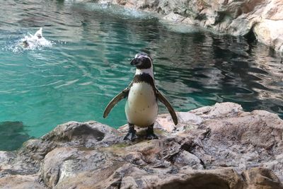 Humboldt penguin
