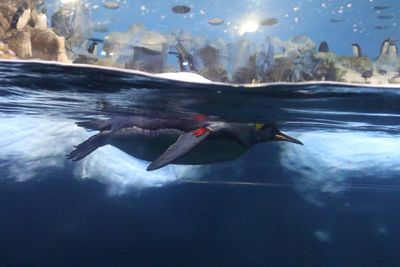 Penguin house